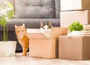 Moving home with pets
